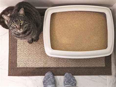 The Best Flushable Cat Litter in 2023 | PawGearLab