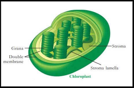 Choose the correct option regarding the structure of chloroplast based on the statments given ...