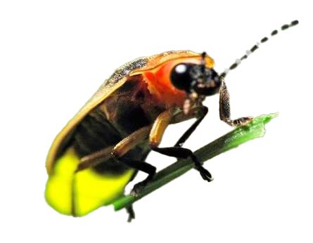 Firefly PNG Transparent Images