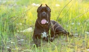 Cane Corso Ear Cropping | At What Age & Ear Cropping Styles