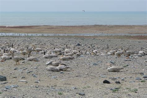 Cycling The Silk Road In China – Birds Island In Qinghai Lake | Tali Landsman