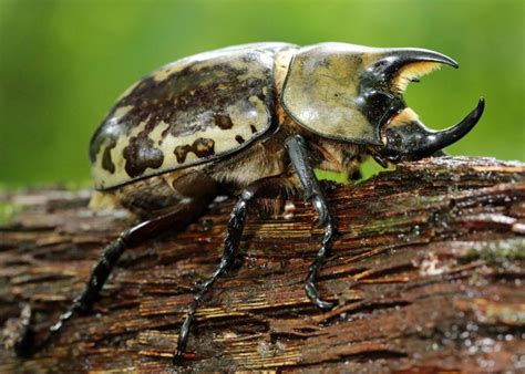 Ohio Birds and Biodiversity: Eastern Hercules Beetle!