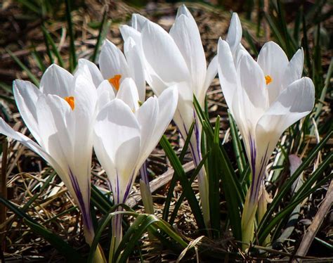 some white flowers are growing in the grass