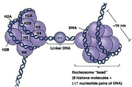 Nucleosome is constructed by a histone octamer that wrapped tightly by ...