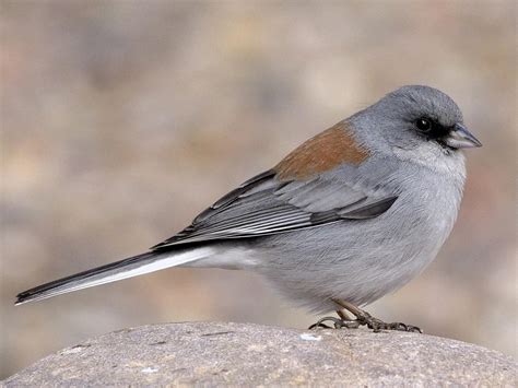 Dark-eyed Junco | Celebrate Urban Birds