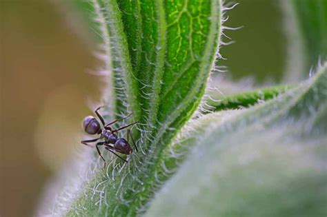 How to Stop Odorous House Ant Infestations | Gardener’s Path