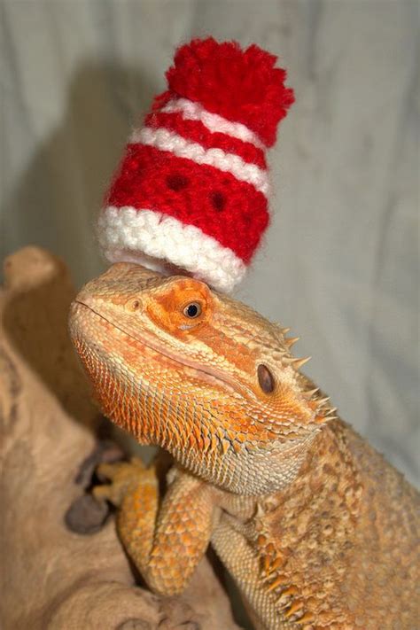 Bearded Dragon in a hat | Bearded dragon, Dragon, Beard