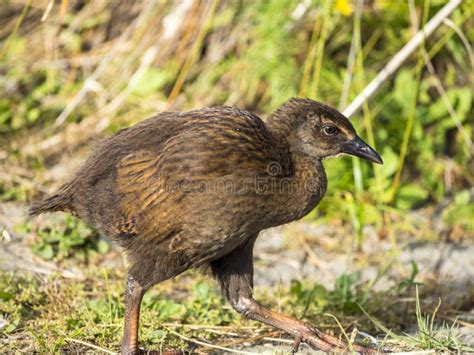 Weka in New Zealind stock photo. Image of park, summer - 97268426