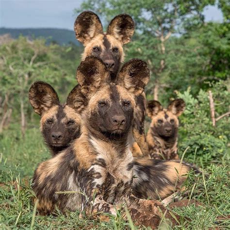 🔥 African wild dog family portrait 🔥 : r/NatureIsFuckingLit