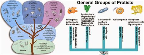 Do protists represent a group of organisms that share common ...