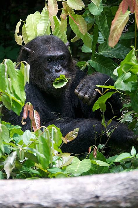 Chimpanzee In The Wild Lake Tanganyika Mammals Safari Animals Photo Background And Picture For ...