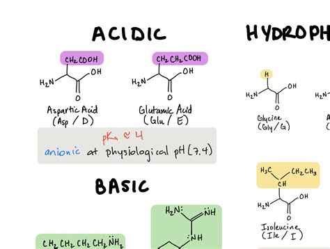 Amino Acids