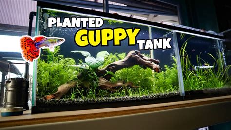 Building a PLANTED GUPPY AQUARIUM! Planted Guppy Tank for Beginners - YouTube