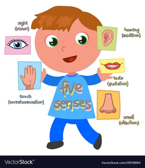 Five senses boy Royalty Free Vector Image - VectorStock