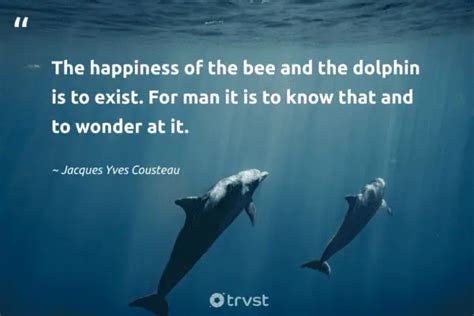 40 Dolphin Quotes Celebrating The Beaming Mammals (2024)