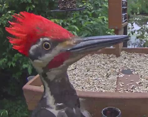 Cornell Lab Bird Cams | Cornell Lab Bird Cams Cornell Lab Bird Cams