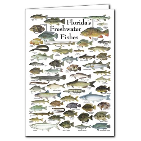 Florida’s Freshwater Fishes - Poster Card(Set of 6 Greeting Cards) - Earth Sky + Water