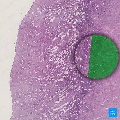 Myometrium: Histology and anatomy | Kenhub