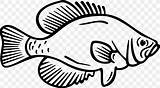 Crappie Fish Coloring Page Sketch sketch template
