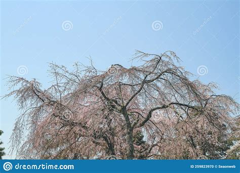 A Cherry Blossom, the Kyoto Imperial Palace Garden Stock Photo - Image ...