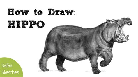 Realistic Hippo Drawing