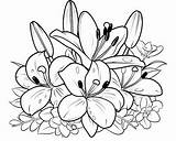 Printable Lily Coloring Pages sketch template
