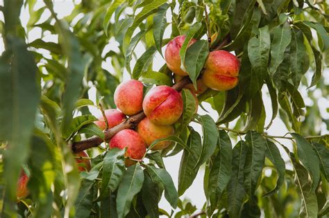 Deciduous Fruit Trees - Grangetto's Farm & Garden Supply