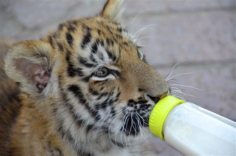 Bottle feeding the Tiger Cub Tiger Cub, Bottle Feeding, Tigers, Cubs ...