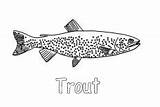 Awesome Drawing Apache Trout Coloring Pages  Best Place To Color sketch template