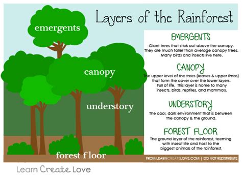 { Layers of the Rainforest Printable } | Rainforest, Rainforest ...