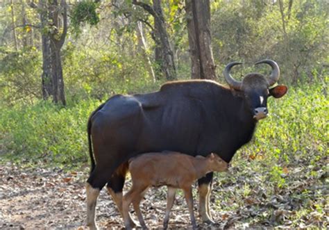 Wayanad Wildlife Sanctuary, Kerala