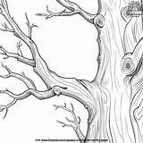 Ancient Bristlecone Bark Coloring Pages sketch template