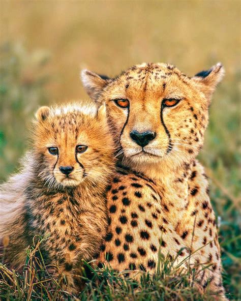 Cheetah Cubs Running