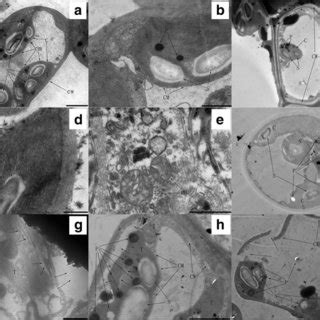 The ultrastructure of palisade mesophyll cell chloroplasts of R ...