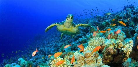 25 Fascinating Facts About Coral Reefs Around the World
