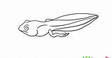 Coloring Tadpoles Malvorlage Kaulquappen Zum Ausmalbild Ausmalbilder  sketch template