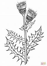Bull Thistle Drawing sketch template