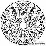 Peacock Mandala Coloring Pages  Free & Printable sketch template