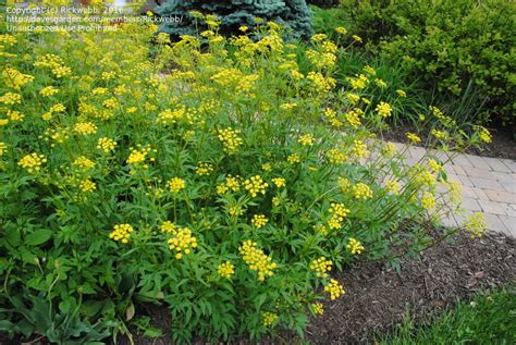 PlantFiles Pictures: Golden Alexanders (Zizia aurea) by Equilibrium