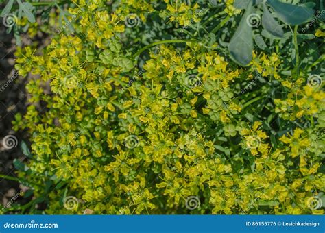 Flower of a Common Rue Plant Stock Photo - Image of herbs, grace: 86155776