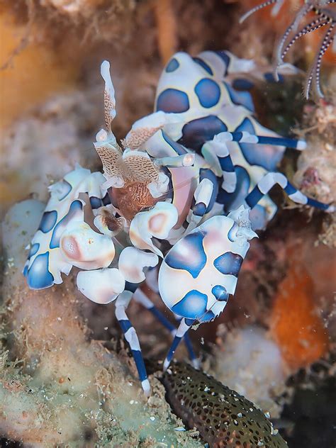 Harlequin Shrimp – Photo taken in Lombok Indonesia – Jack’s June ...