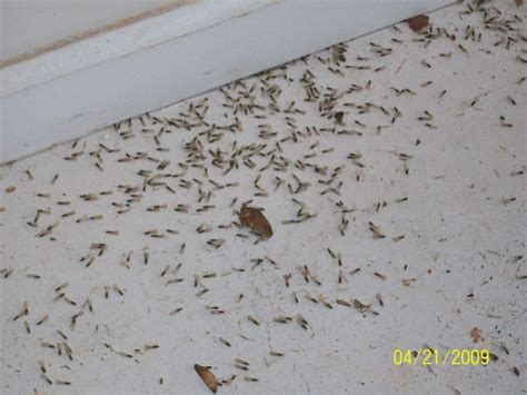 Termite Swarm Season in Full Swing | Largo, FL Patch