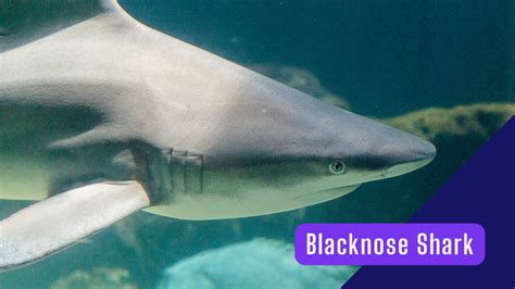 Blacknose Shark: Facts, Habitat & Conservation