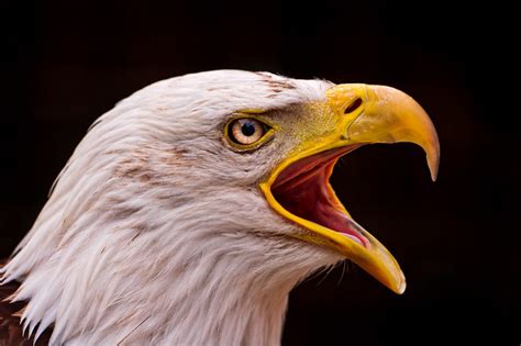 Bald eagle with open beak | Flickr - Photo Sharing!