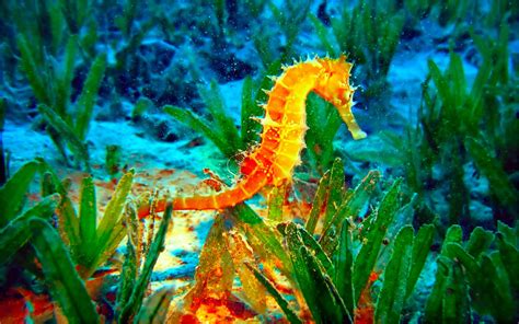 50 عدد تصویر زمینه اسب دریایی (Seahorses)