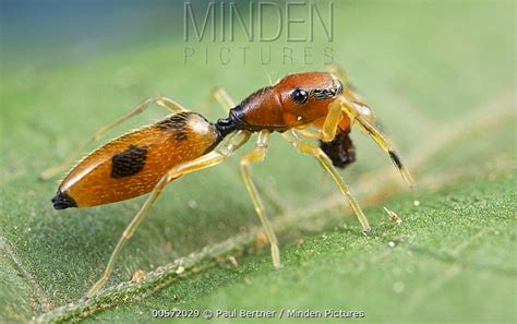 Ant-mimicking Jumping Spider stock photo - Minden Pictures