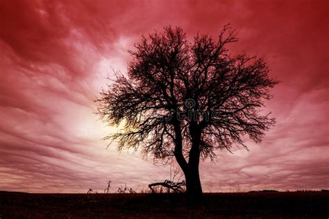 Tree Silhouette with Dramatic Sky Stock Photo - Image of czech, spooky ...