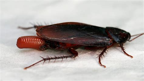 Scientists believe cockroach milk could be one of the most nutritious foods in the world