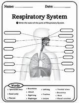 Respiratory System Labeling Worksheet  LabelingColoringdefinition sketch template