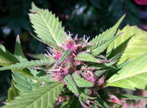 Can the soil pH change cannabis bud color? | Grow Weed Easy